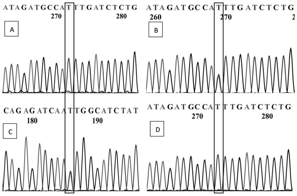 SNP Molecular Marker for Weeping Traits of Plum Blossom and Its Application