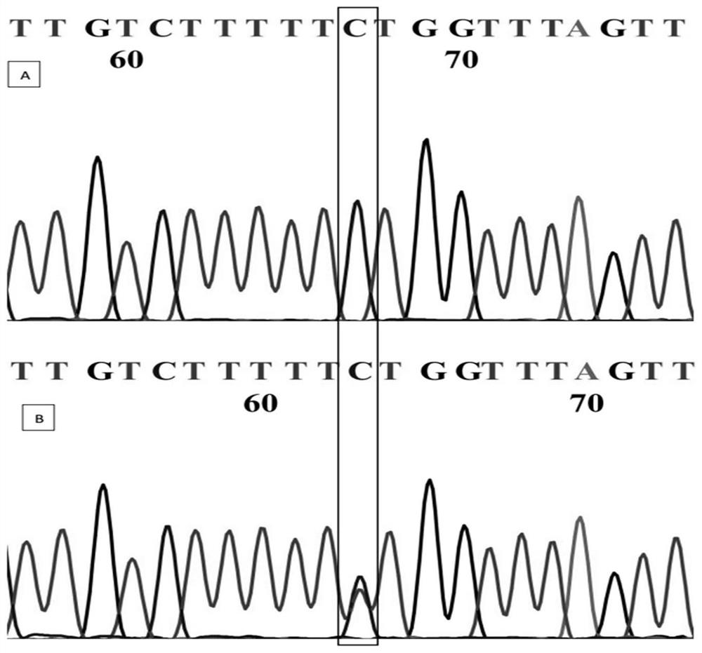 SNP Molecular Marker for Weeping Traits of Plum Blossom and Its Application