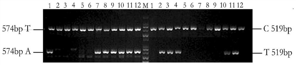 SNP Molecular Marker for Weeping Traits of Plum Blossom and Its Application