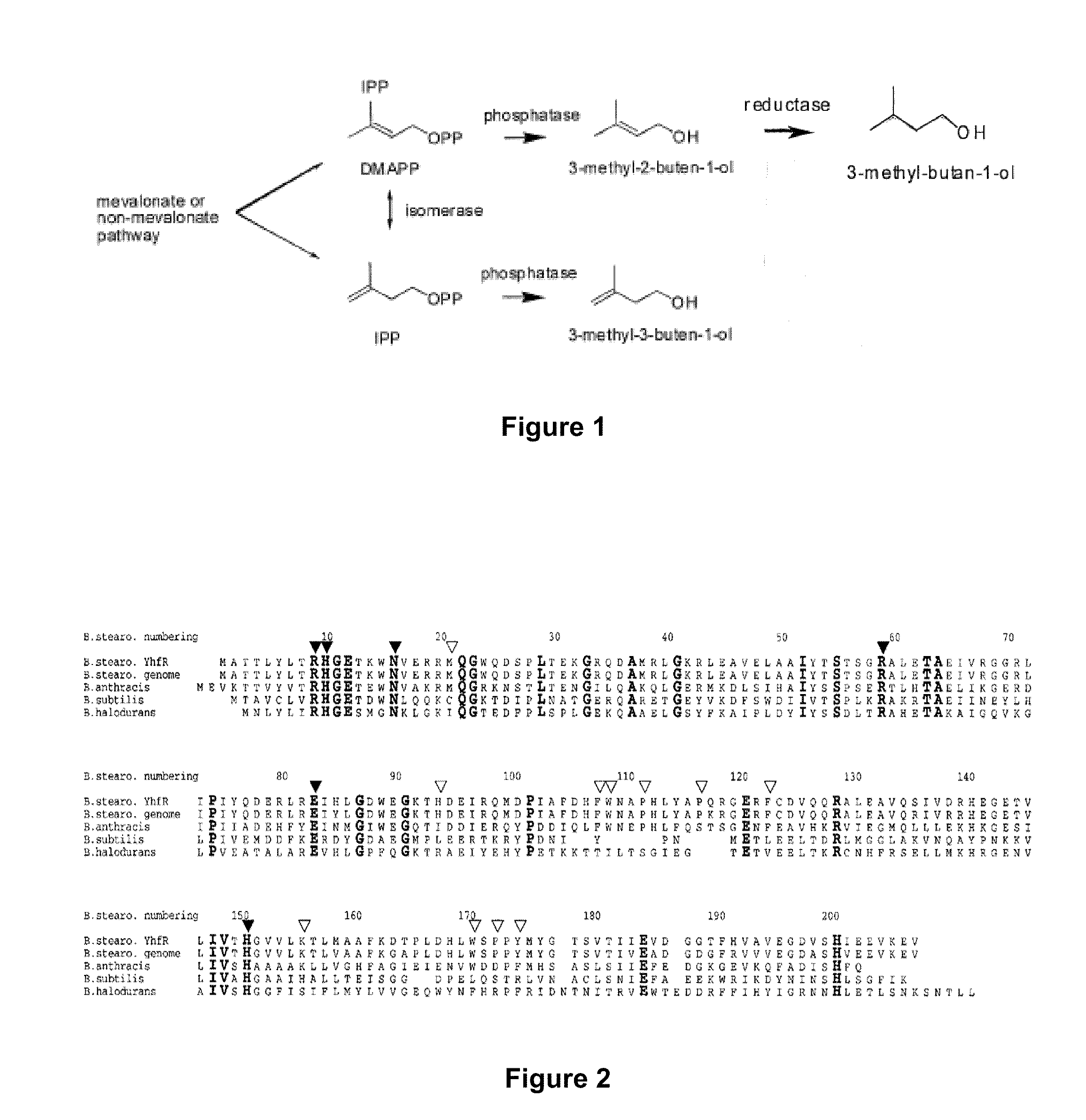 Host Cells and Methods for Producing 3-Methyl-2-buten-1-ol, 3-Methyl-3-buten-1-ol, and 3-Methyl-butan-1-ol