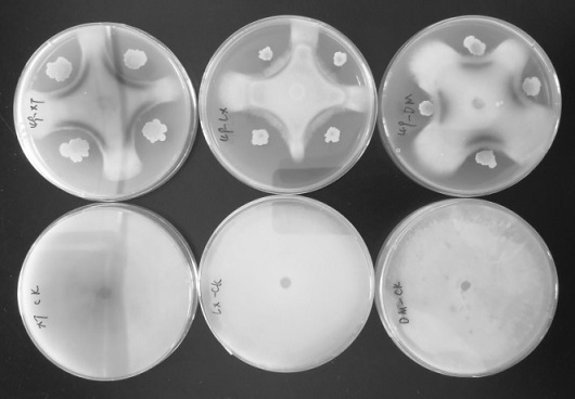 Bacillus velezensis Hsg1949 and application of bacillus velezensis Hsg1949