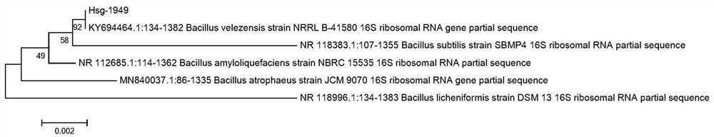 Bacillus velezensis Hsg1949 and application of bacillus velezensis Hsg1949