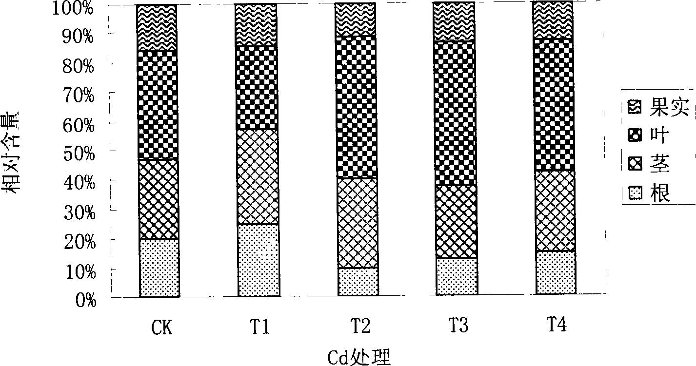 Method for restoring soil polluted by heavy metal by using flower plant of common fouroclock