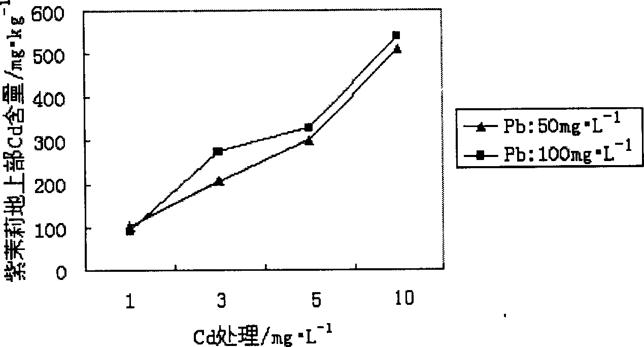 Method for restoring soil polluted by heavy metal by using flower plant of common fouroclock