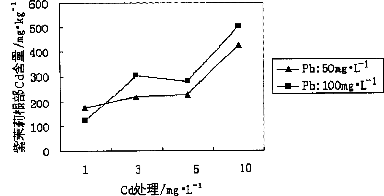 Method for restoring soil polluted by heavy metal by using flower plant of common fouroclock