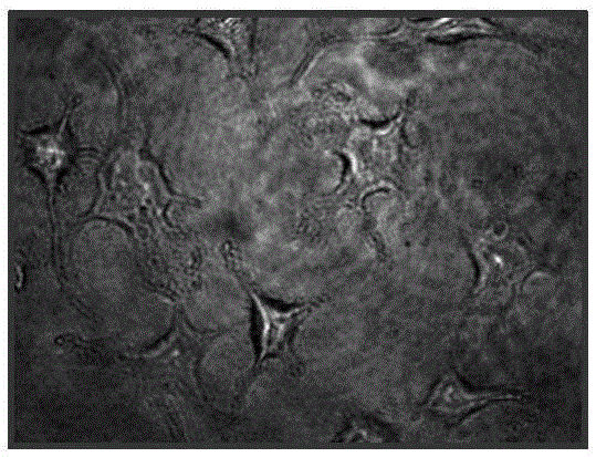 Transmission-type microscopic imaging device and method based on double-wavelength digital holographic technology