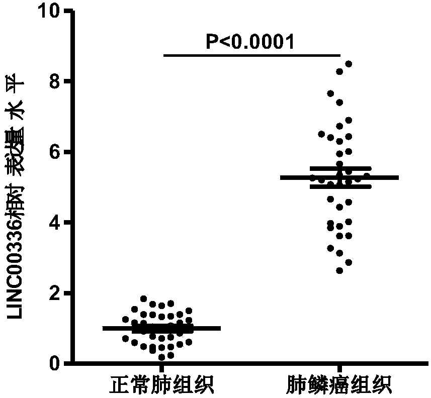 Application of long-chain non-coding RNA LINC00336 as biomarker in preparing lung squamous cell carcinoma prognosis detection preparation