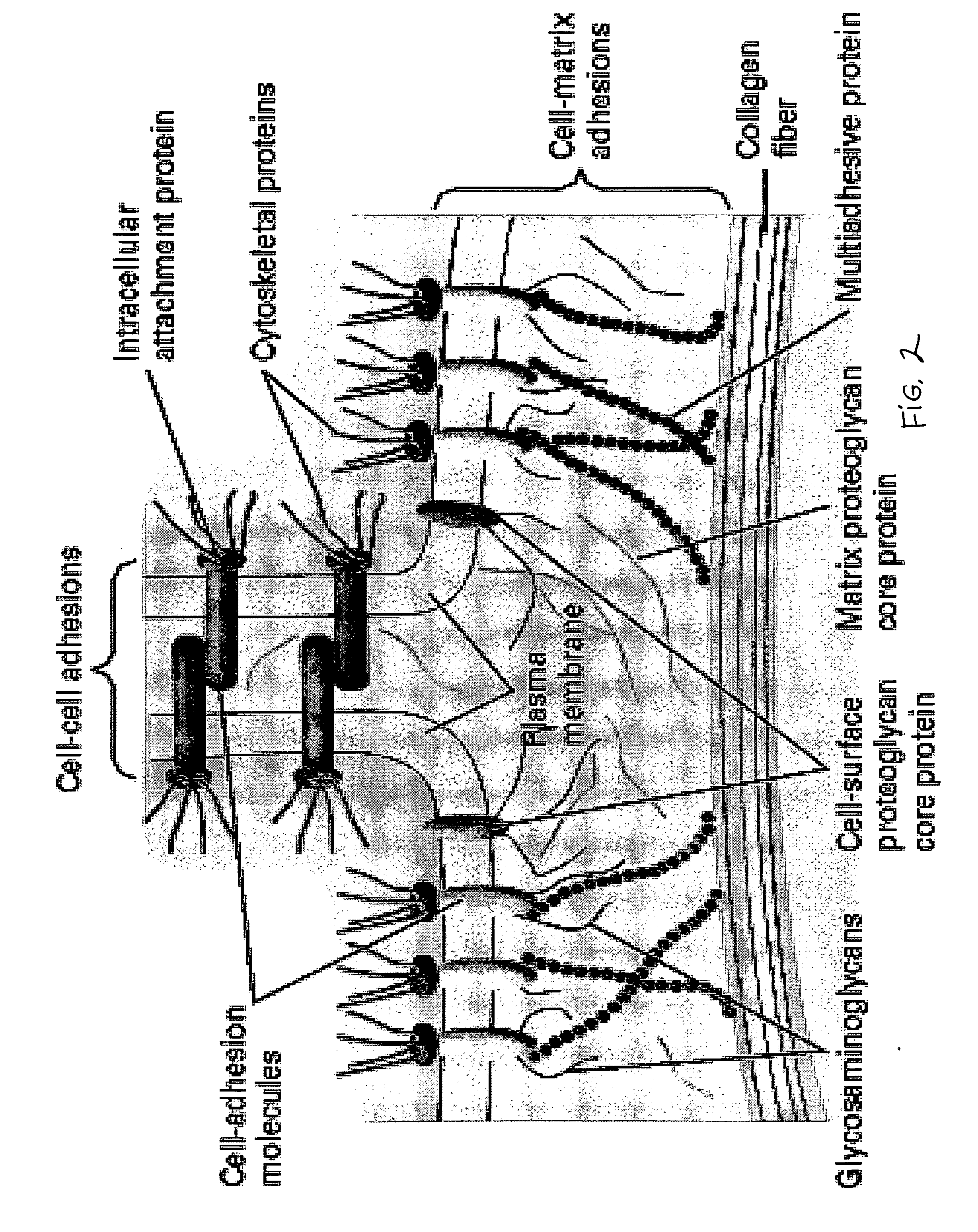 Compositions for regenerating defective or absent myocardium