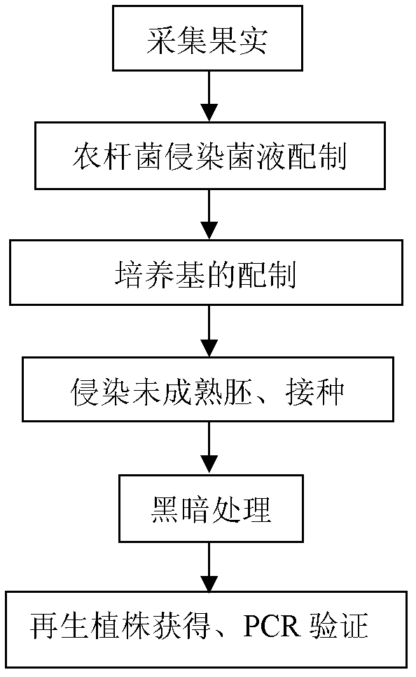 Method for quickly obtaining capsicum transgenic plant