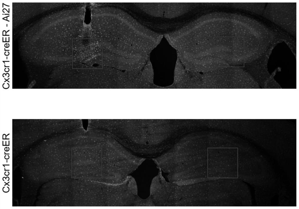 Novel microglial cell activation method