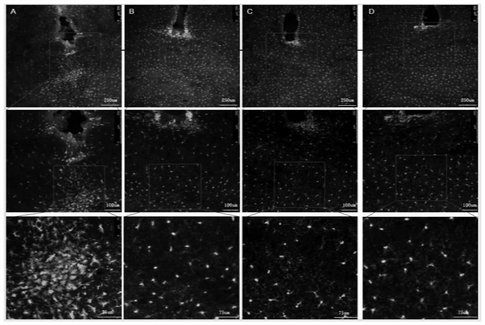 Novel microglial cell activation method