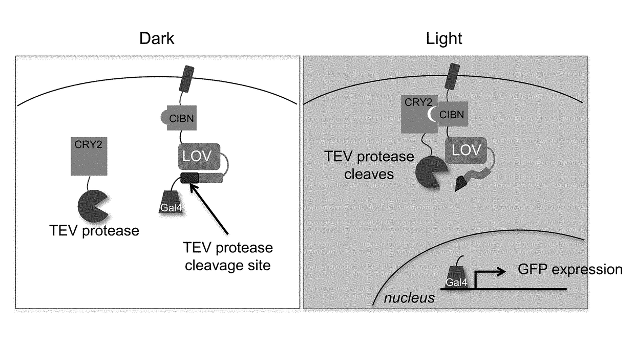 Protein-protein interaction detection systems and methods of use thereof