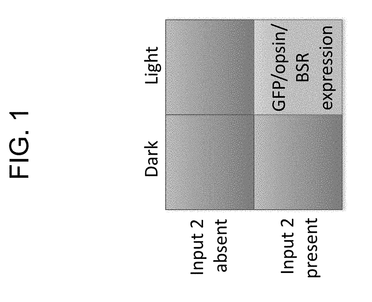 Protein-protein interaction detection systems and methods of use thereof