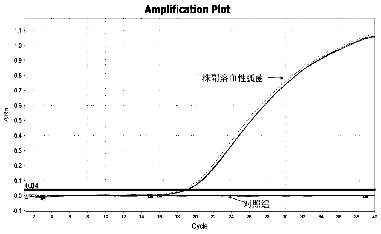 PMA-qPCR detection method of vibrio parahaemolyticus