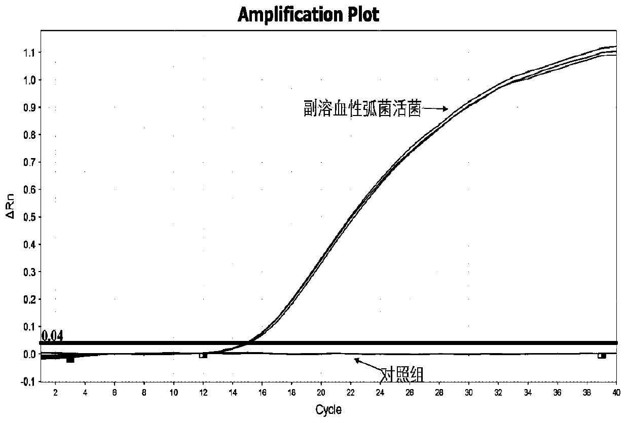 PMA-qPCR detection method of vibrio parahaemolyticus