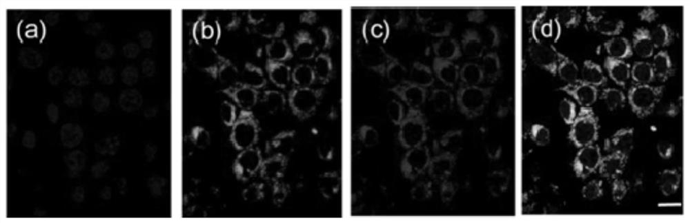 A kind of cisplatin ligand and its application in the preparation of tumor nano-diagnosis and treatment agent