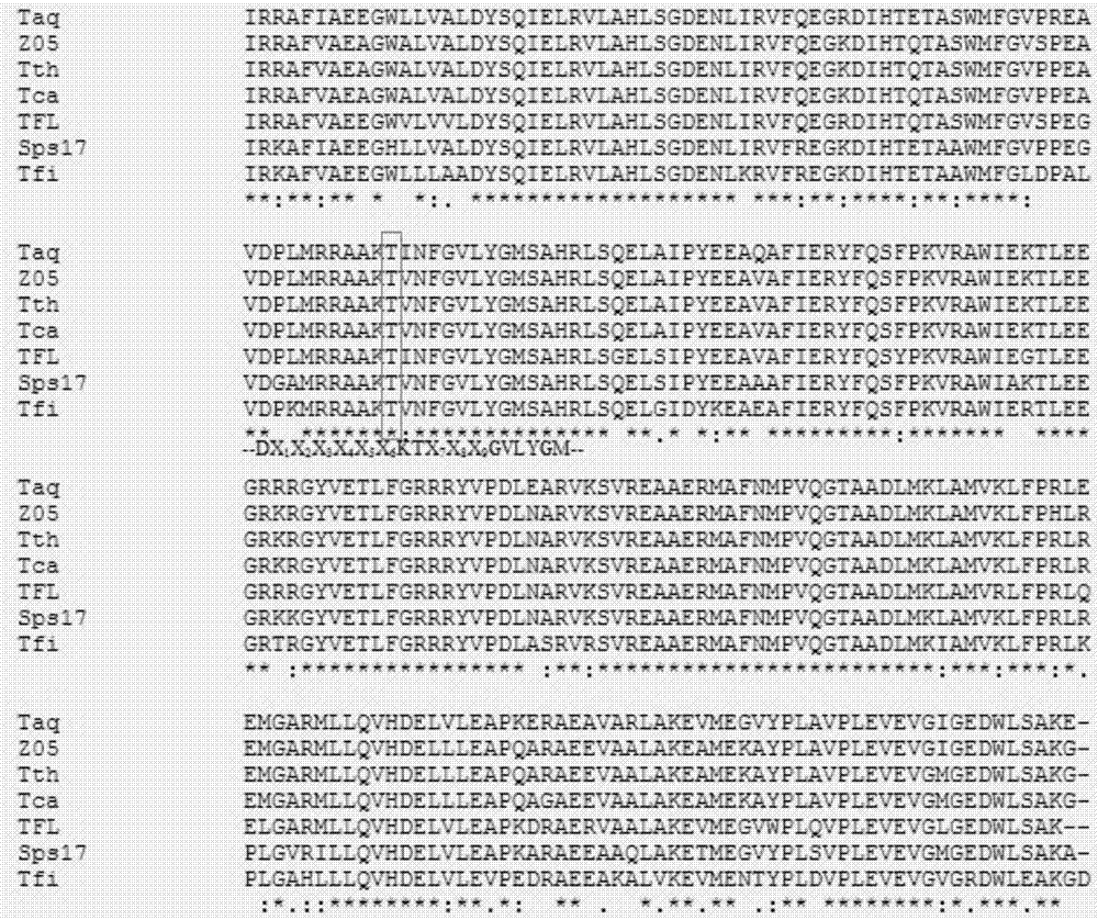 Mutant A type DNA (deoxyribonucleic acid) polymerase, and encoding gene and application of mutant A type DNA polymerase