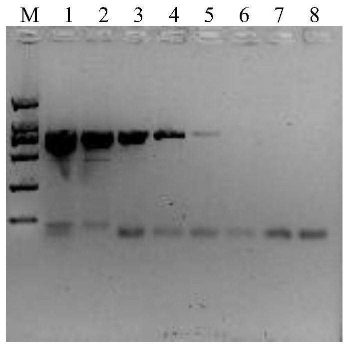 Primer pair and method for detecting or assisting in detecting southern tomato virus based on one-step RT-PCR technology