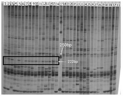 Molecular marker for identifying genetic sex of rana dybowskii and application method thereof