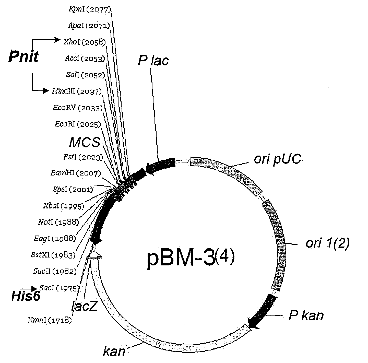 Plasmids for transforming bacteria of the acidithiobacillus spp. genus, and transformation method