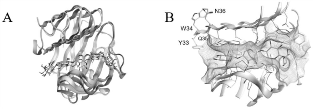 Xylanase GH11-xyllanase mutant and application of xylanase GH11-xyllanase mutant