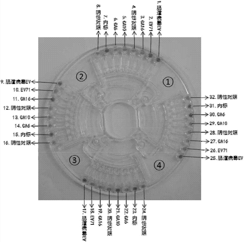 LAMP primer composition for detecting hand-foot-and-mouth disease related pathogens and related application thereof