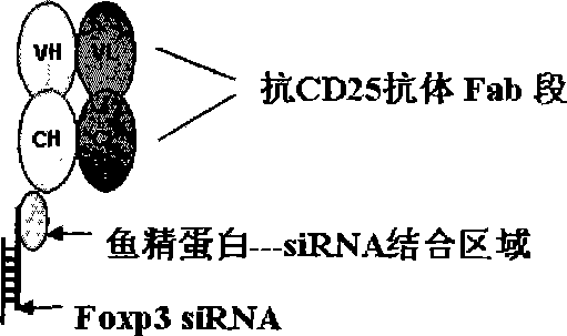 Composite capable of strengthening anti-tumor immune response