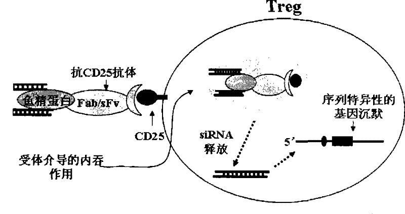 Composite capable of strengthening anti-tumor immune response