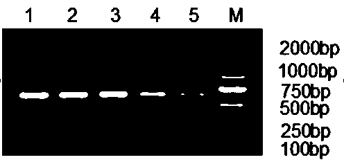 Primers and method for rapidly identifying group B streptococcus and detecting drug resistance thereof and primer application