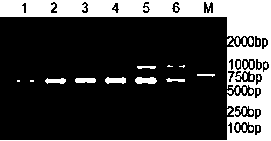 Primers and method for rapidly identifying group B streptococcus and detecting drug resistance thereof and primer application