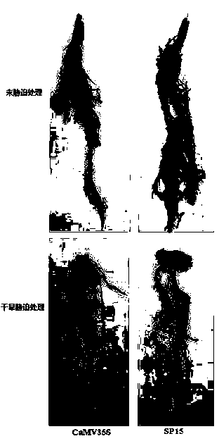 Plant drought induced type synthesis promoter SP15 and application thereof