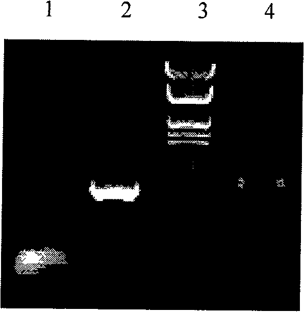 Hepatitis B surface antigen blending gene and protein for carboxyl terminal containing precursor S2 immune decision cluster