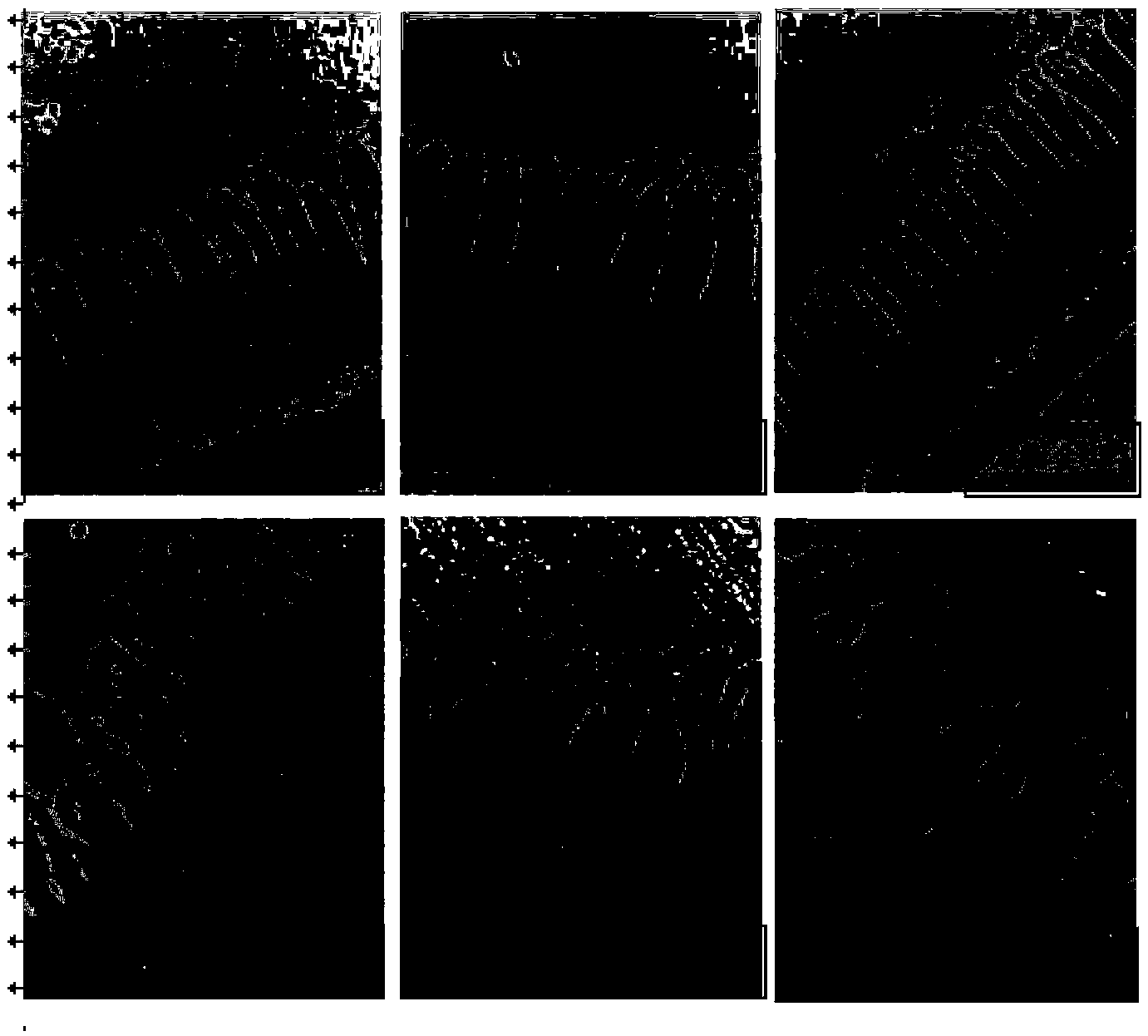 Nutritional meal favorable for intestinal repair and preparation method thereof