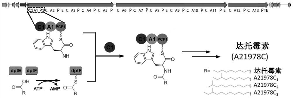 Construction of a dptc1 mutant for daptomycin biosynthesis