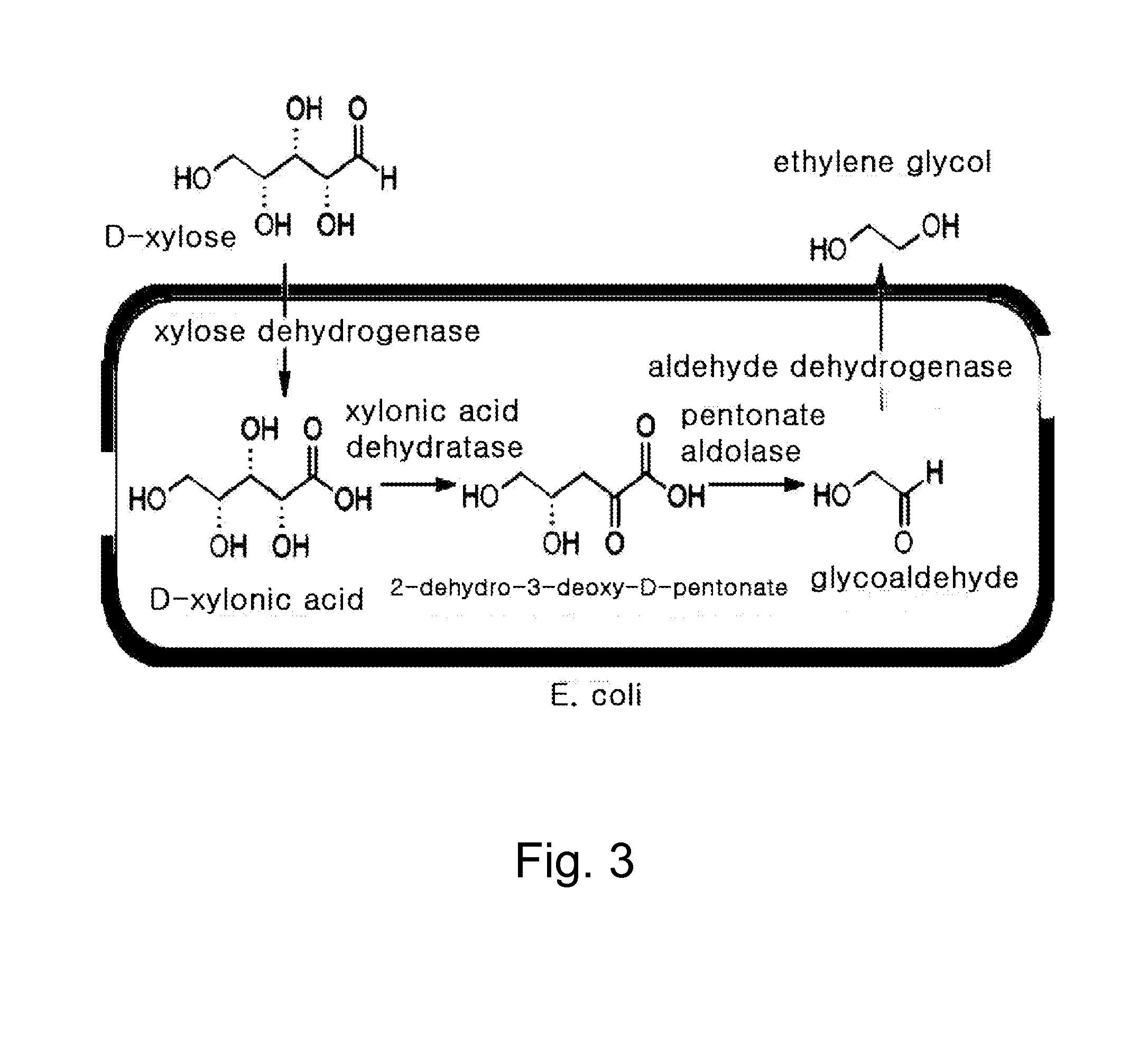 Ethane-1,2-diol producing microorganism and a method for producing ethane-1,2-diol from d-xylose using the same