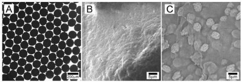 A kind of developing embolic material and preparation method thereof