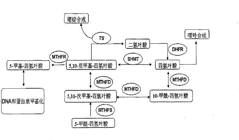 Human 5,10-methenyltetrahydrofolate and its compound crystallization methods, crystals and application thereof