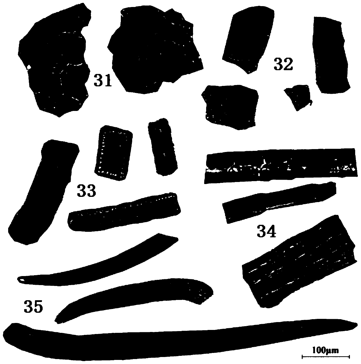 A kind of identification method of Jade leaf golden flower