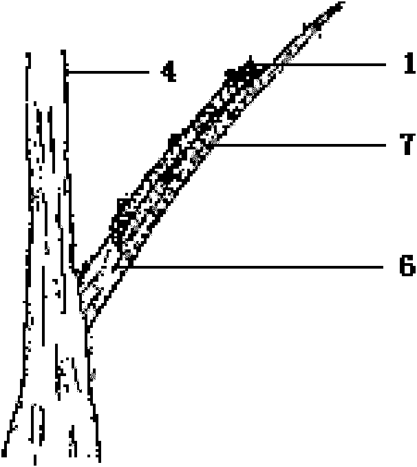 Method for grafting long-branch cion of tree