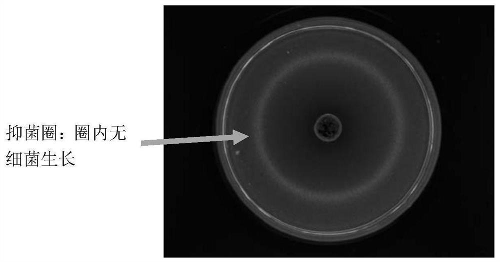 Efficient antibacterial honey paste and preparation method thereof