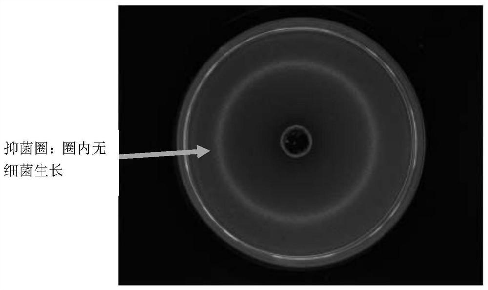 Efficient antibacterial honey paste and preparation method thereof