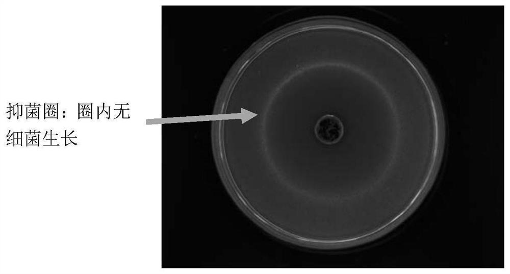 Efficient antibacterial honey paste and preparation method thereof