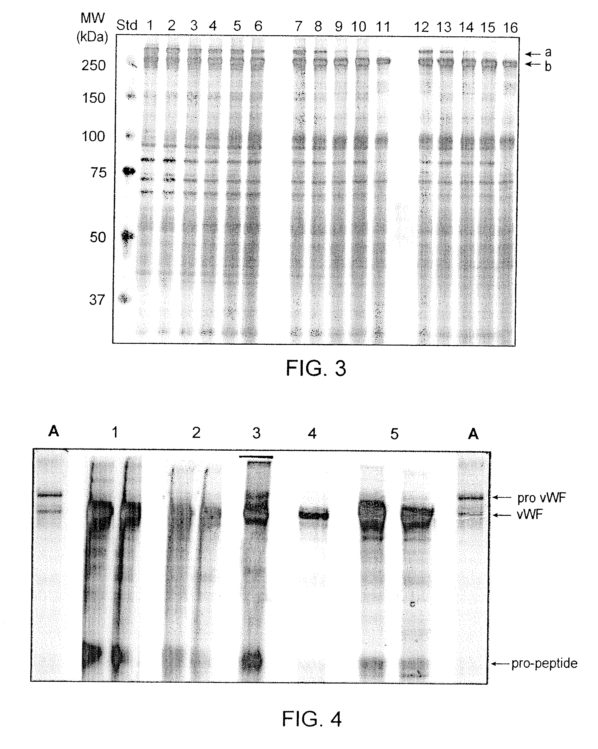 Method for producing mature VWF from VWF pro-peptide