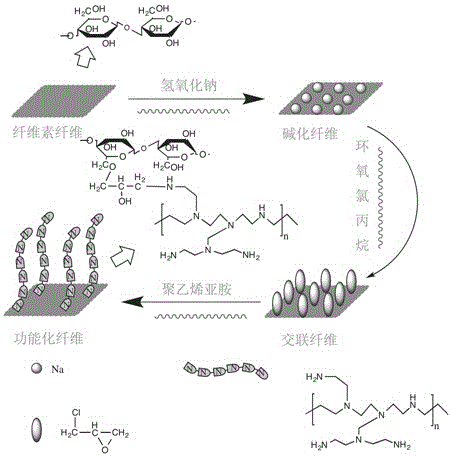 Method for rapidly modifying cellulose fiber by microwave and application thereof