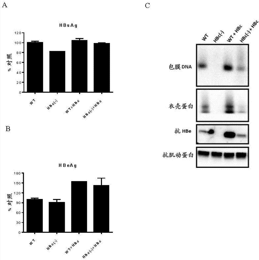 Recombinant hbv cccdna, the method to generate thereof and the use thereof