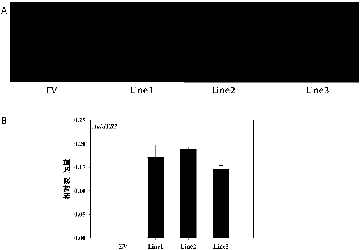 Anthurium andraeanum transcription factor AaMYB3 as well as coding gene and application thereof