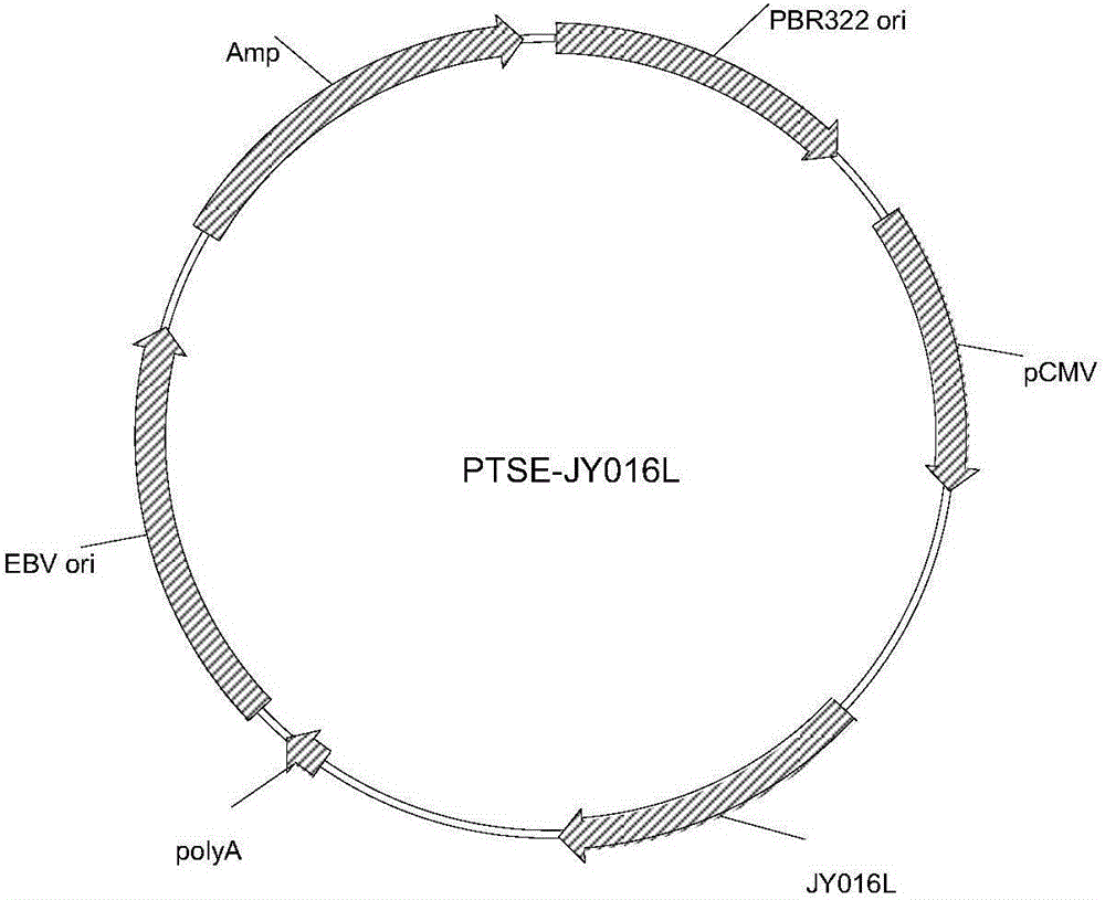 Anti-EGFR (epidermal growth factor receptor) and anti-CD3 (cluster of differentiation 3) bispecific antibody and application thereof