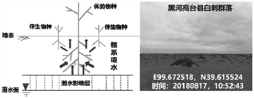 Underground water level regulation and control method for synergistically relieving desertification and secondary salinization of arid area