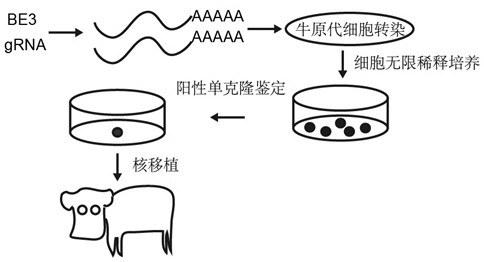 A method for preparing precise blg gene knockout cattle using third-generation base editors