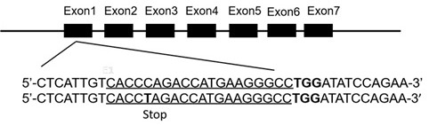 A method for preparing precise blg gene knockout cattle using third-generation base editors